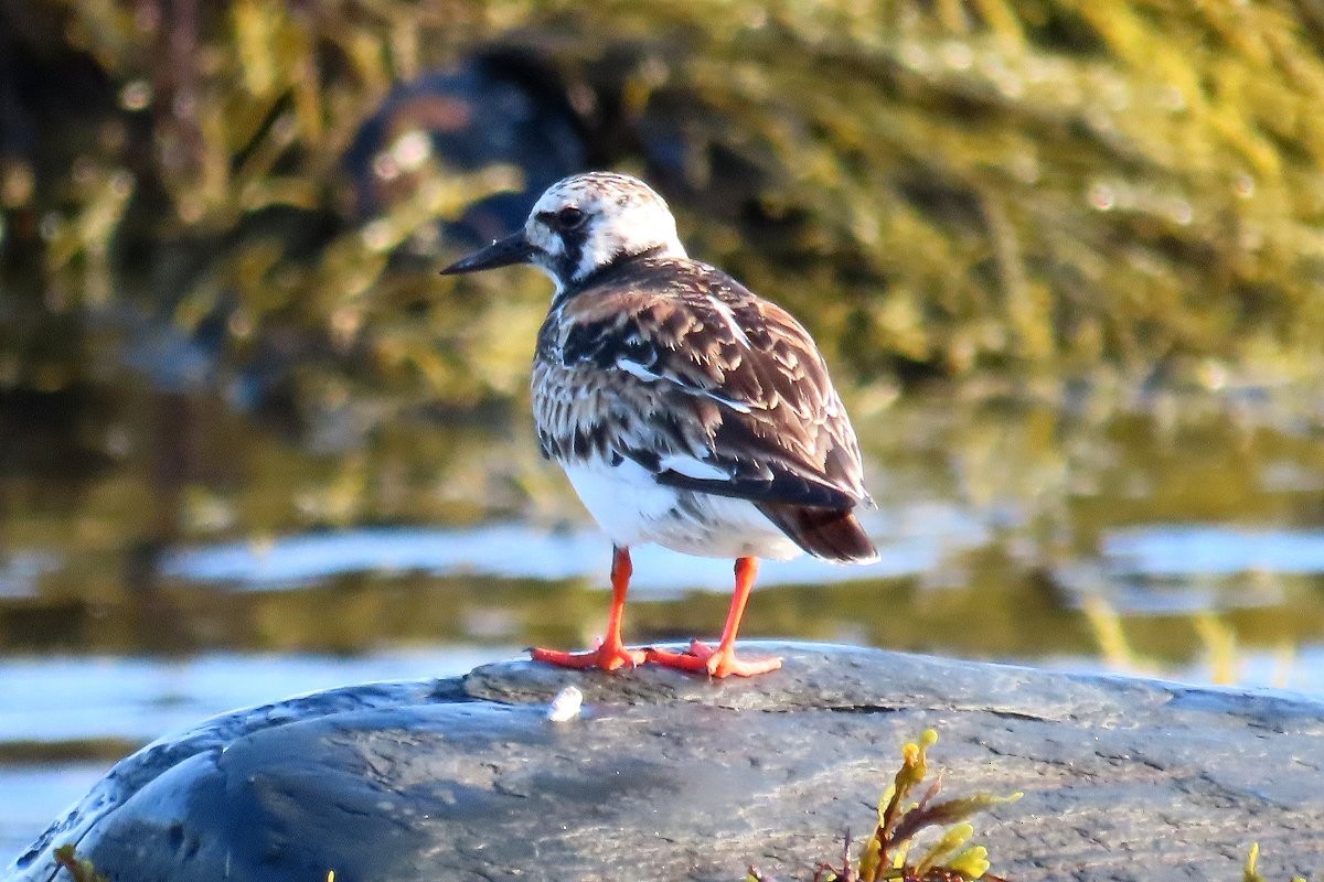 Ruddy Turnstone - ML472623151