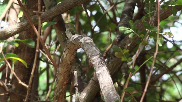 Pale-eyed Pygmy-Tyrant - ML472624