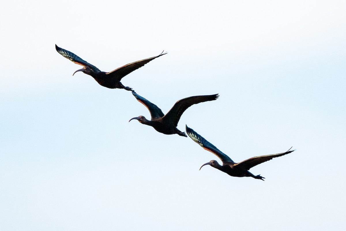 ibis americký - ML472625421
