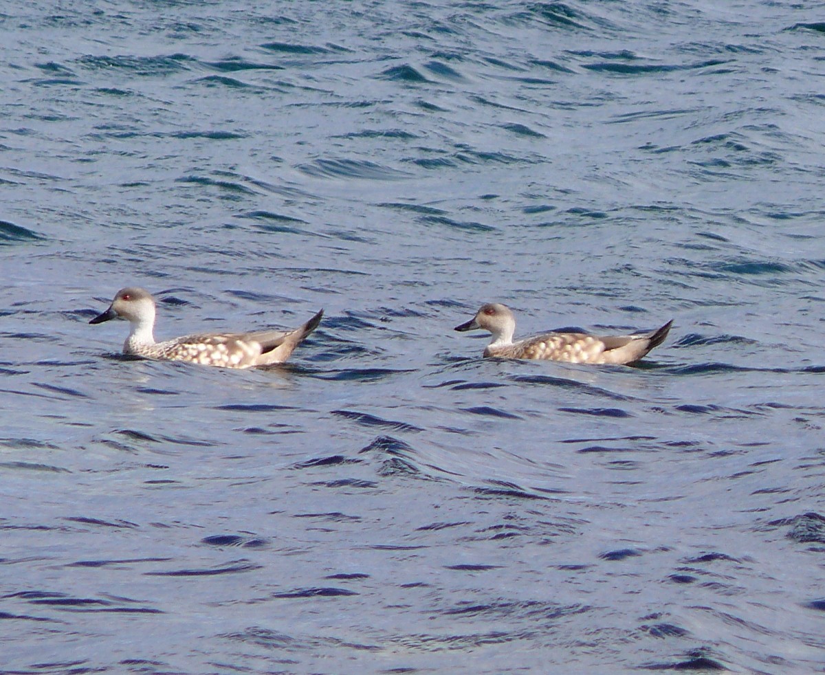 Crested Duck - ML47262571