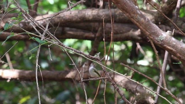 Pale-eyed Pygmy-Tyrant - ML472626