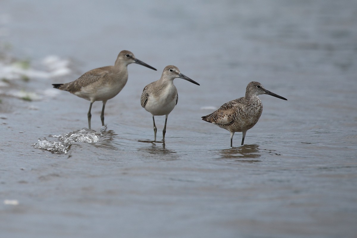 Willet - ML472626681