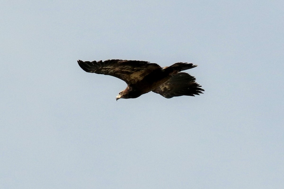 Bald Eagle - Lindsay Story