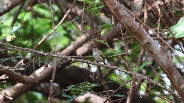 Pale-eyed Pygmy-Tyrant - ML472627