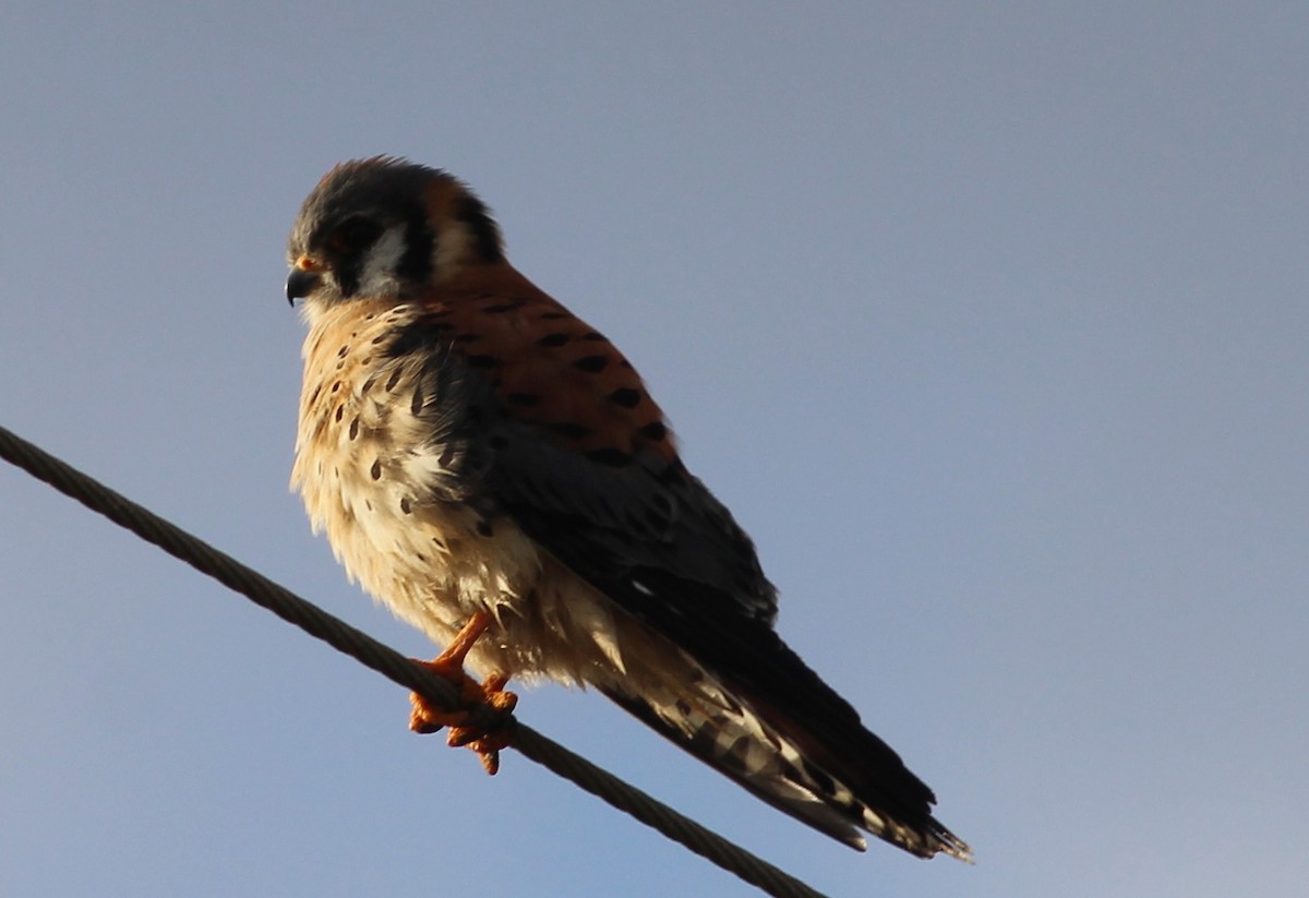 American Kestrel - Mitch Foret