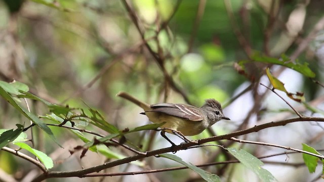 Northern Scrub-Flycatcher - ML472628