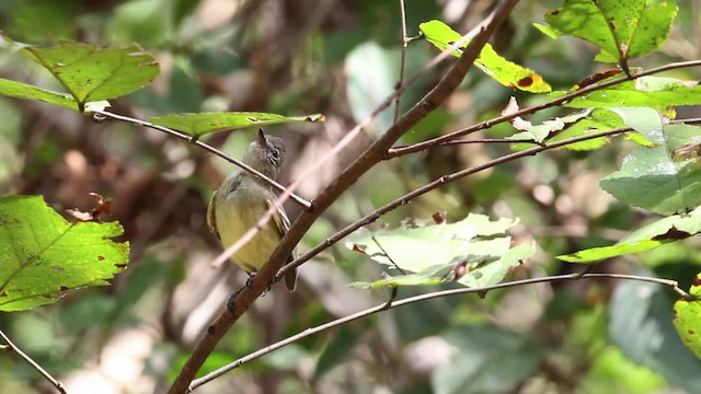 Northern Scrub-Flycatcher - ML472629