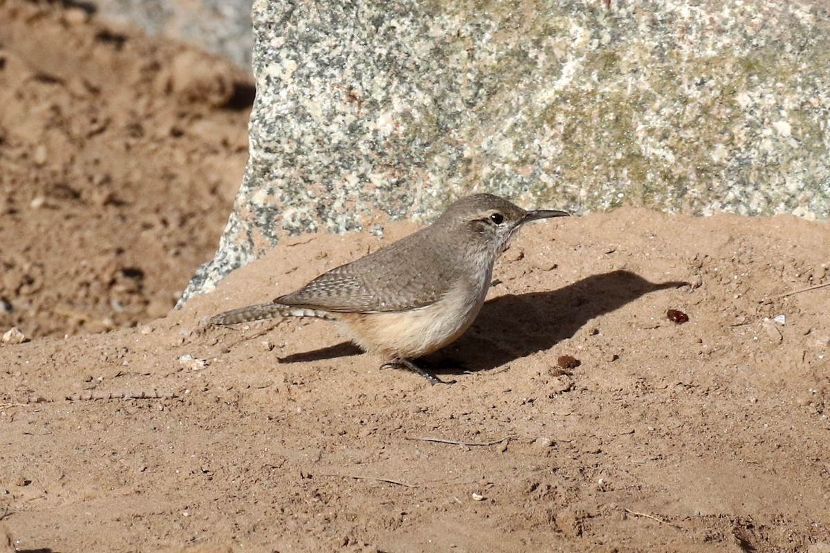 Rock Wren - Lindsay Story