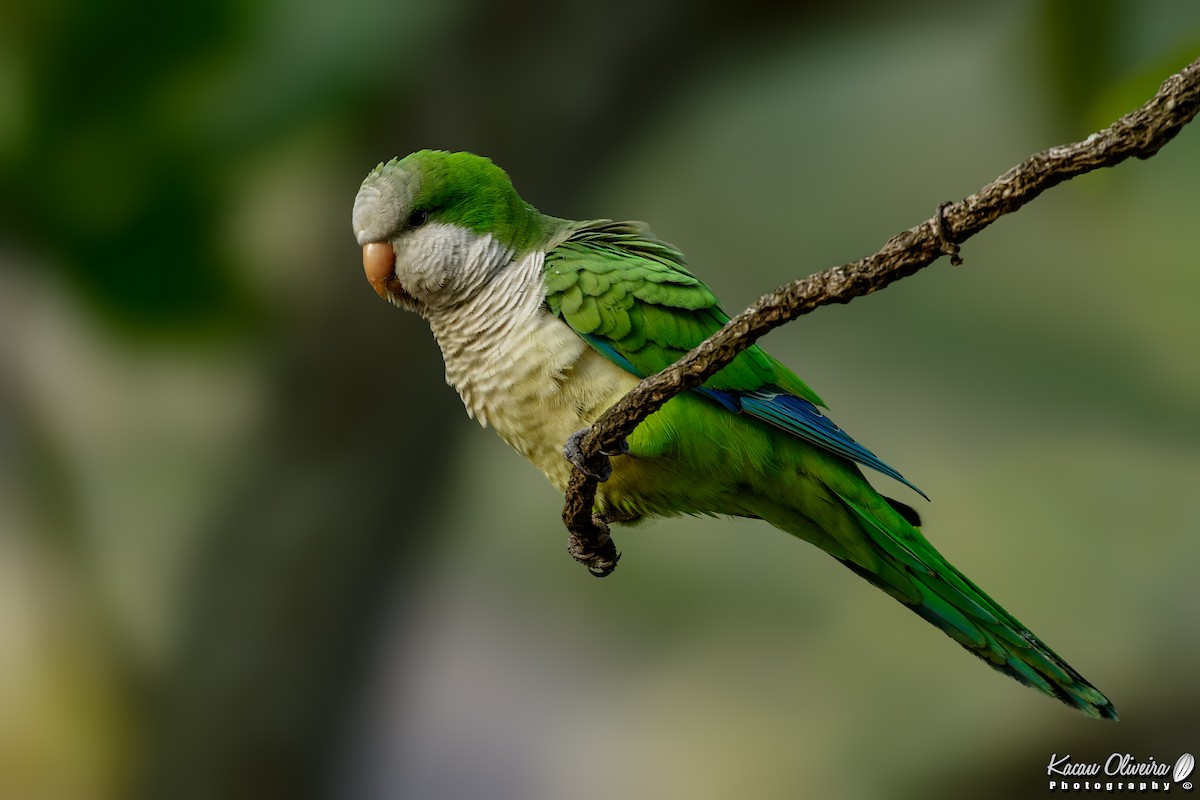 Monk Parakeet - ML47263051