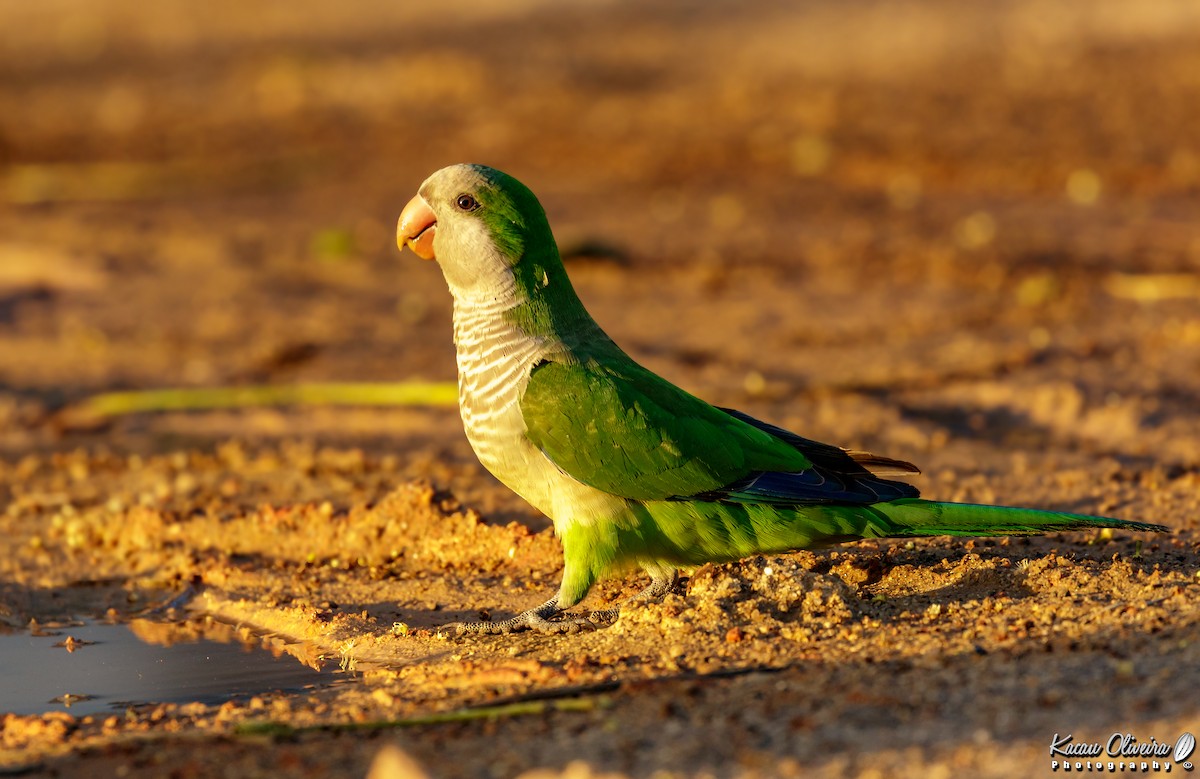 Monk Parakeet - ML47263111