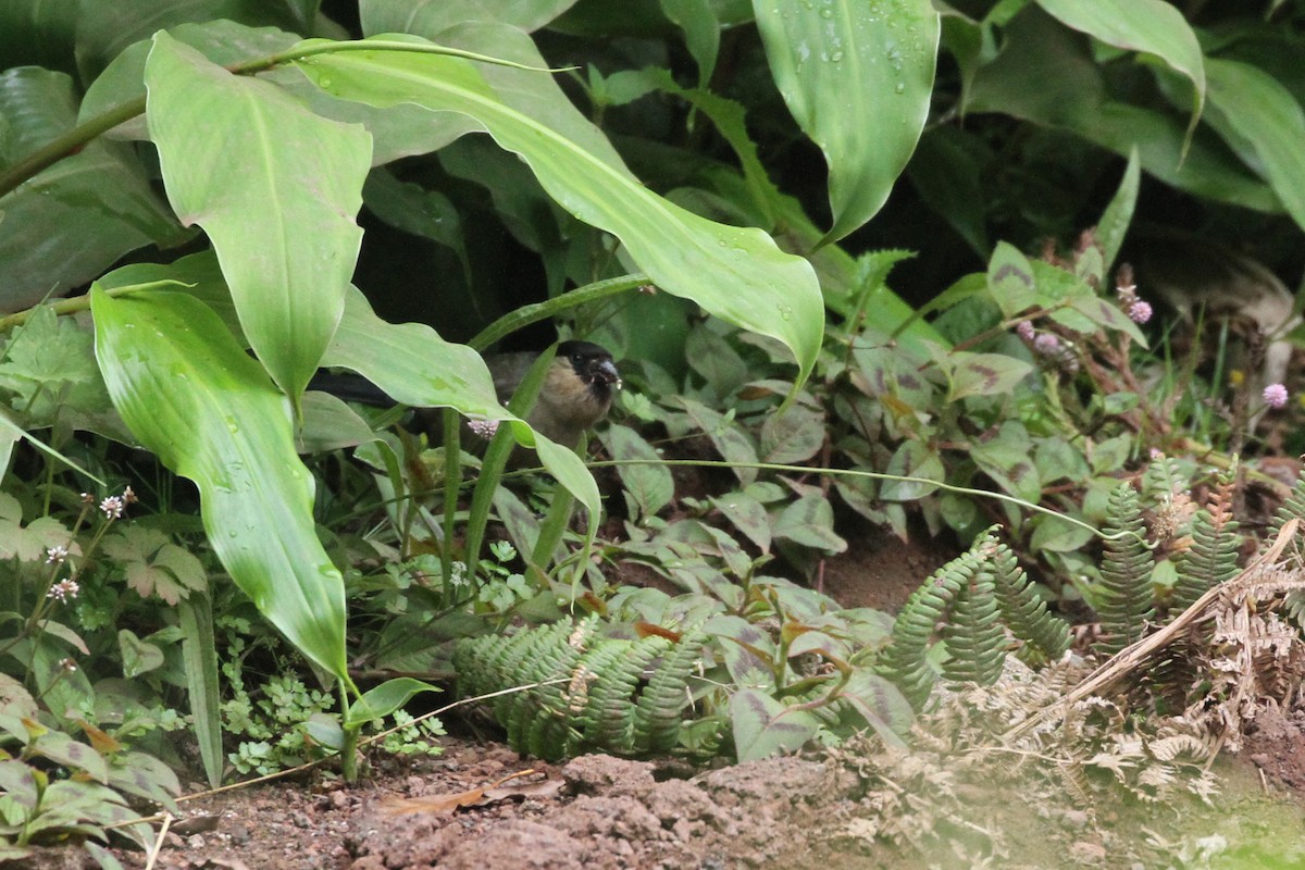 Azores Bullfinch - ML472631201