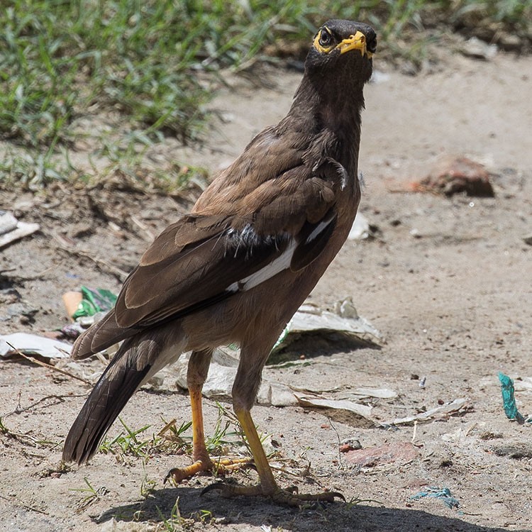 Common Myna - ML472631491