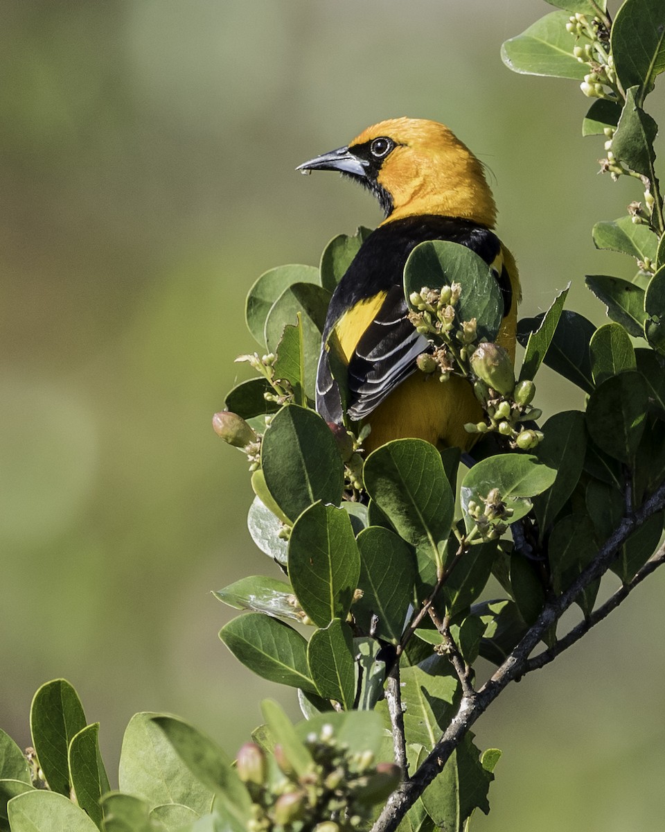 Spot-breasted Oriole - David Hall