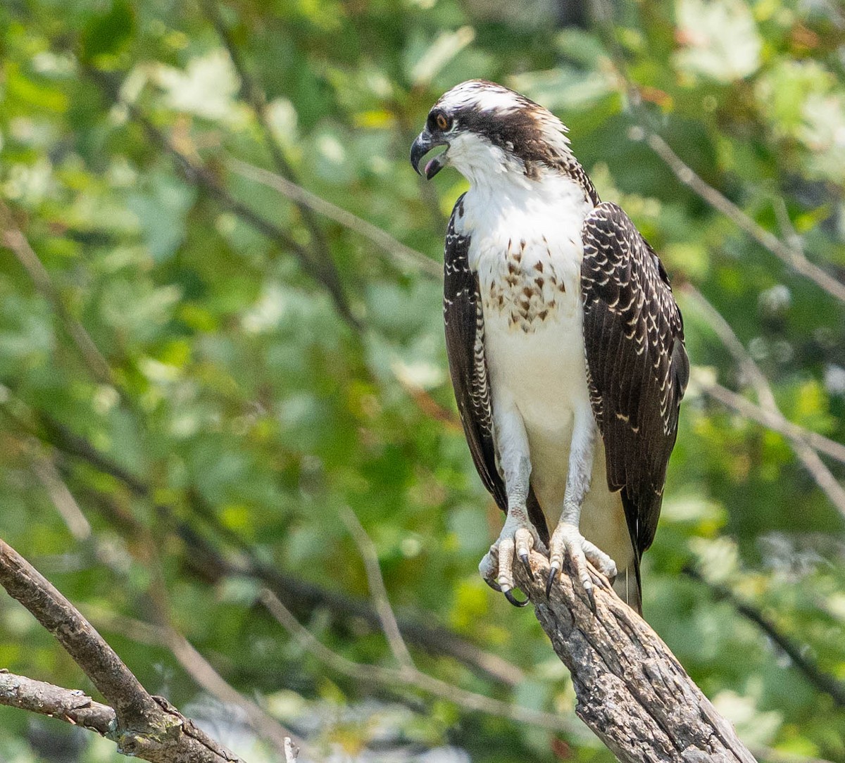 Osprey - Robert Bochenek