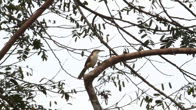 Bicolored Wren - ML472633