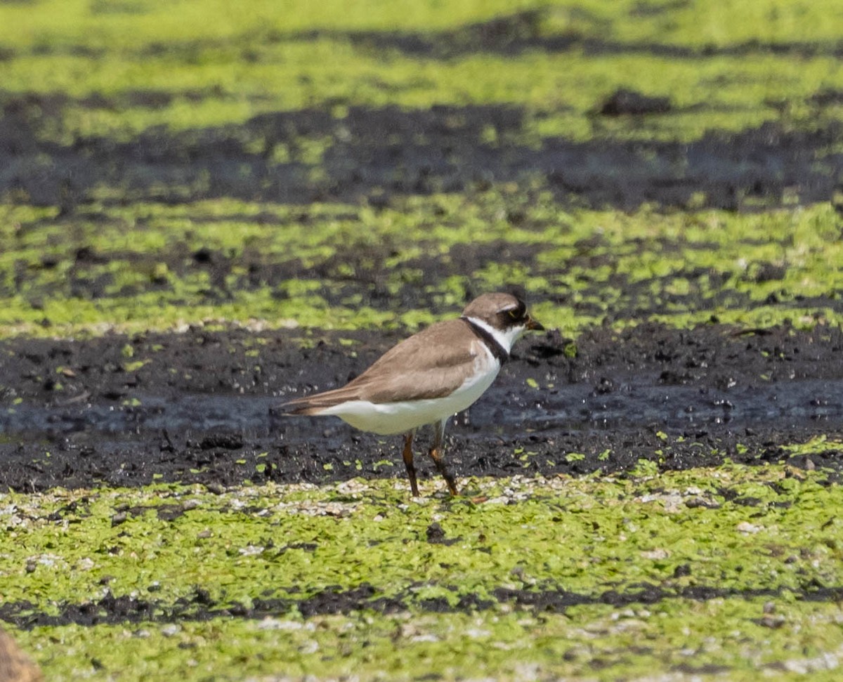 Semipalmated Plover - ML472633341