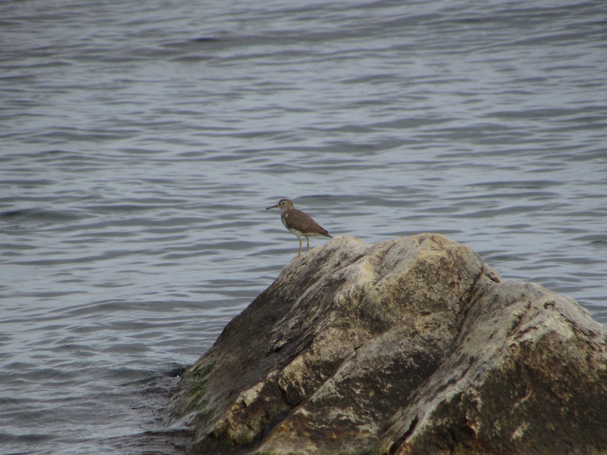 Spotted Sandpiper - ML472633511