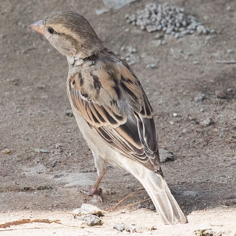 House Sparrow - www.aladdin .st