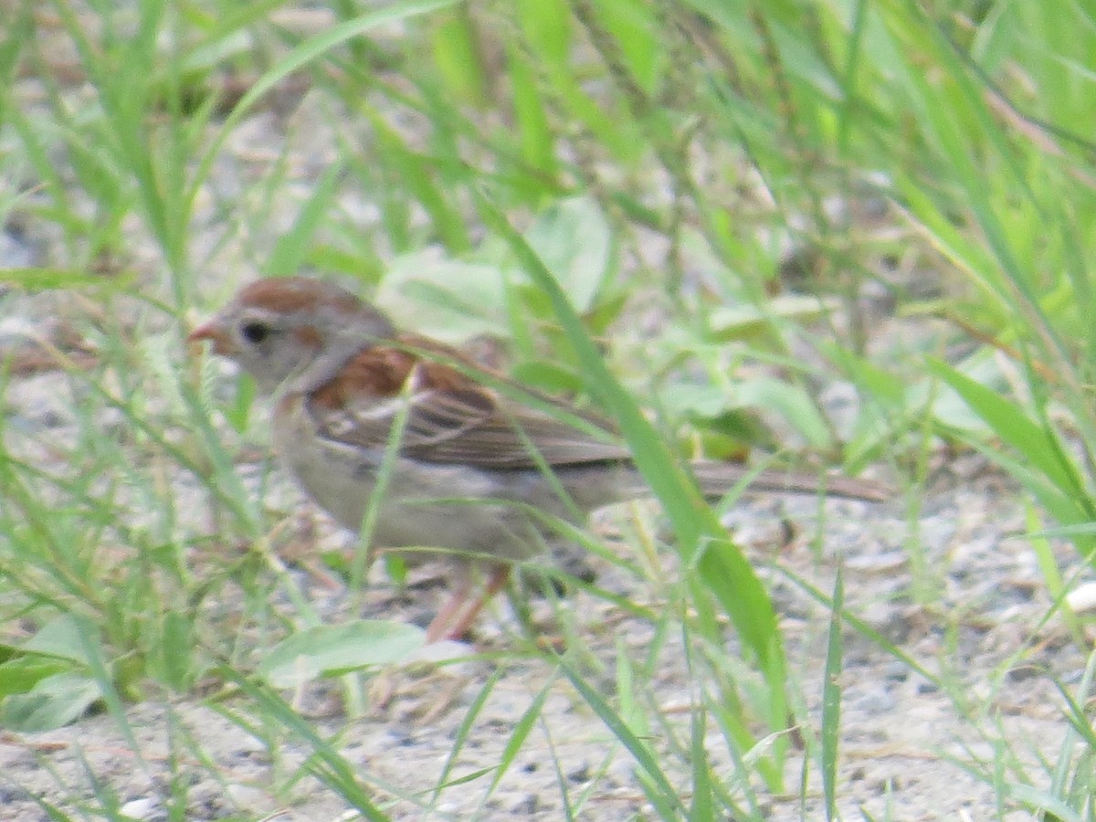 Field Sparrow - Ethan Maynard