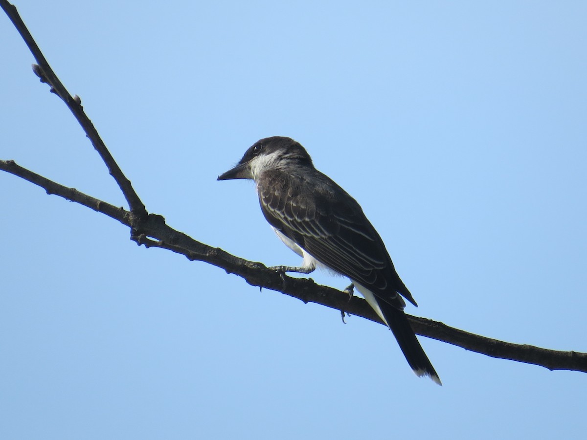 Eastern Kingbird - ML472634721