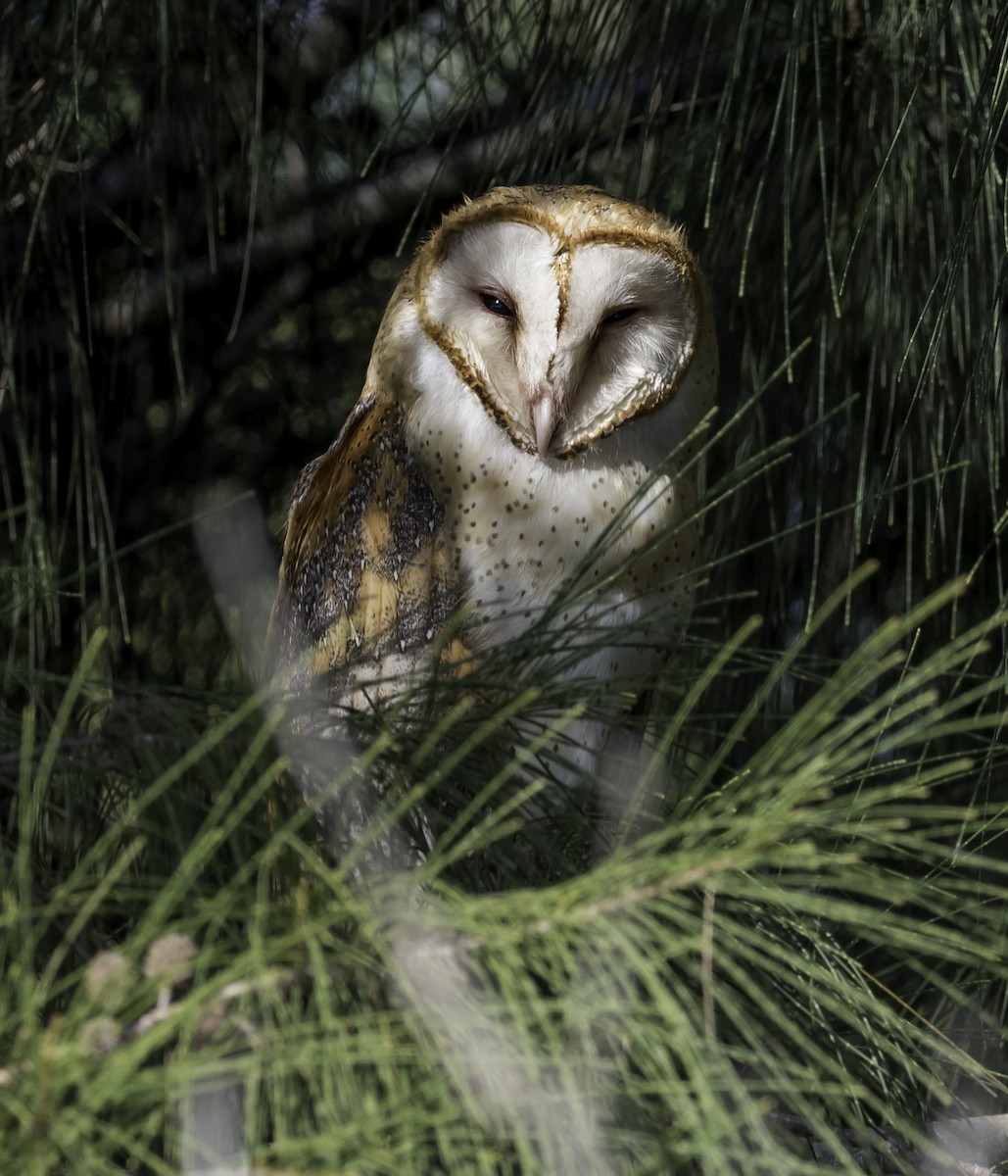 Barn Owl - ML47263501