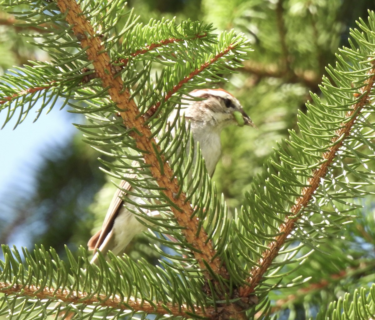 Chipping Sparrow - ML472635551