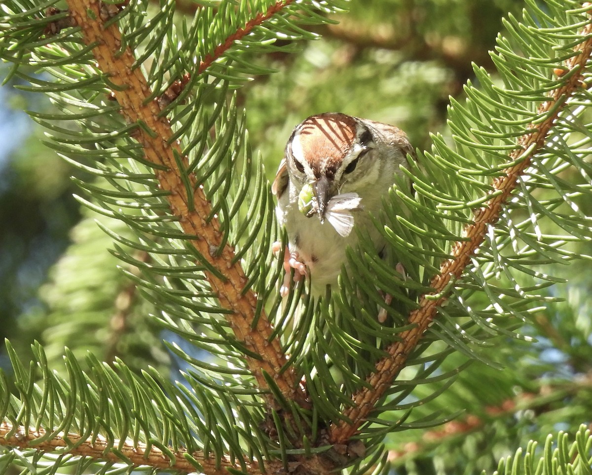 Chipping Sparrow - ML472635561