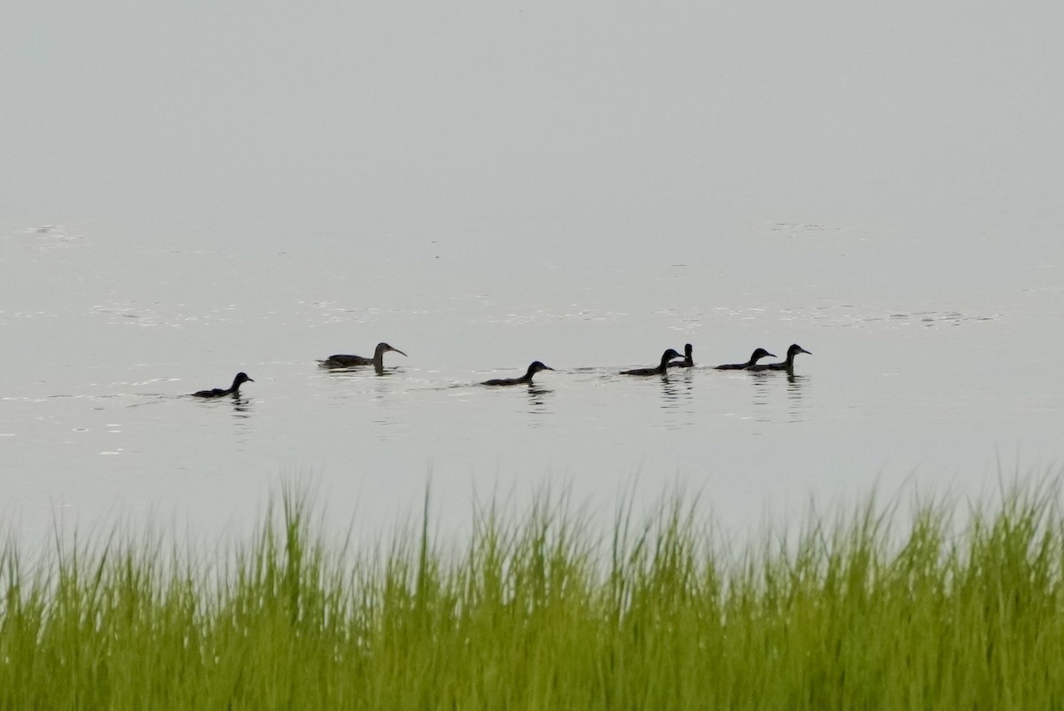 Clapper Rail - ML472636221