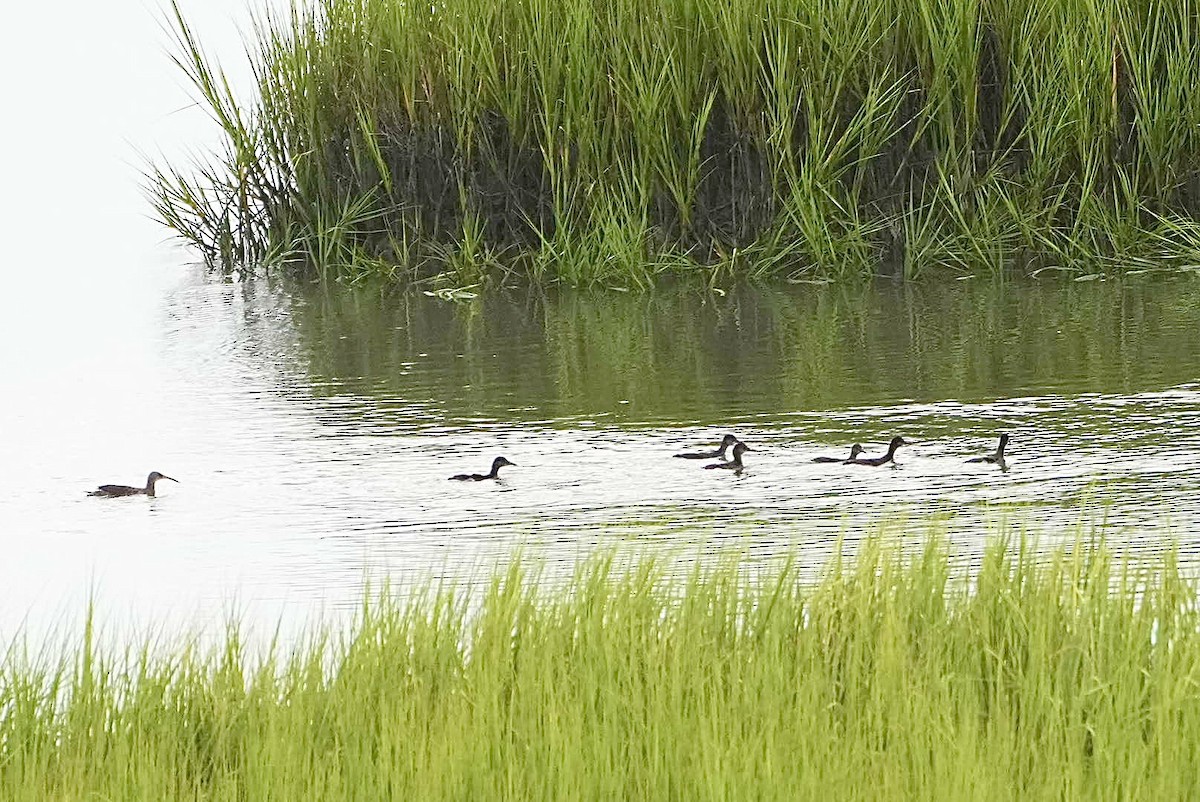 Clapper Rail - ML472636241