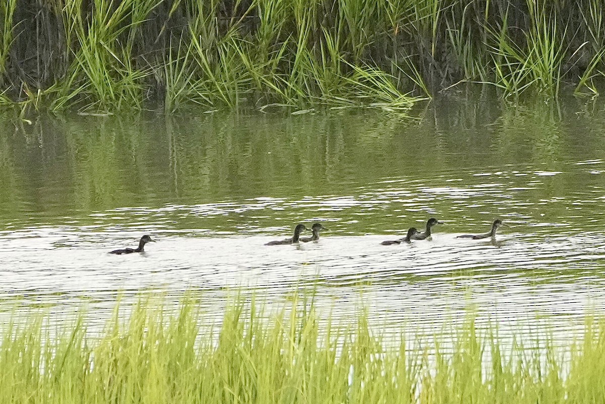 Clapper Rail - ML472636251