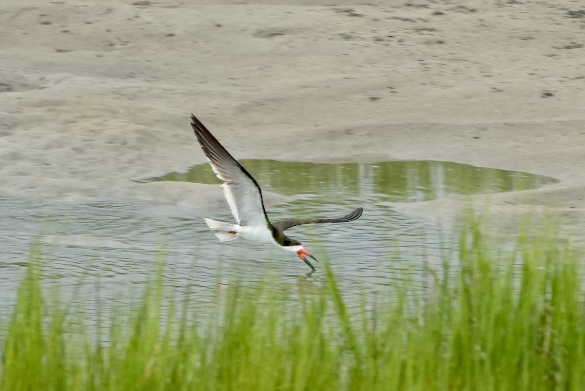 Black Skimmer - ML472636931