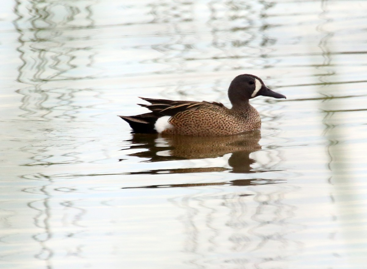 Blue-winged Teal - ML472636991