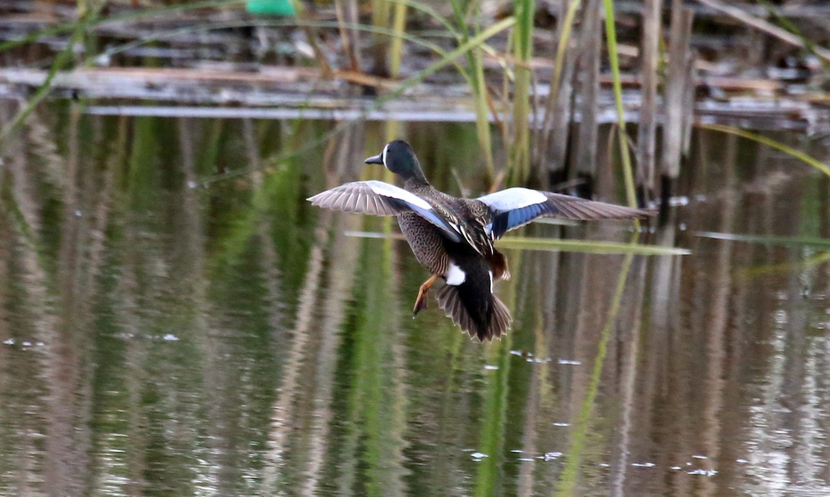 Blue-winged Teal - ML472637021
