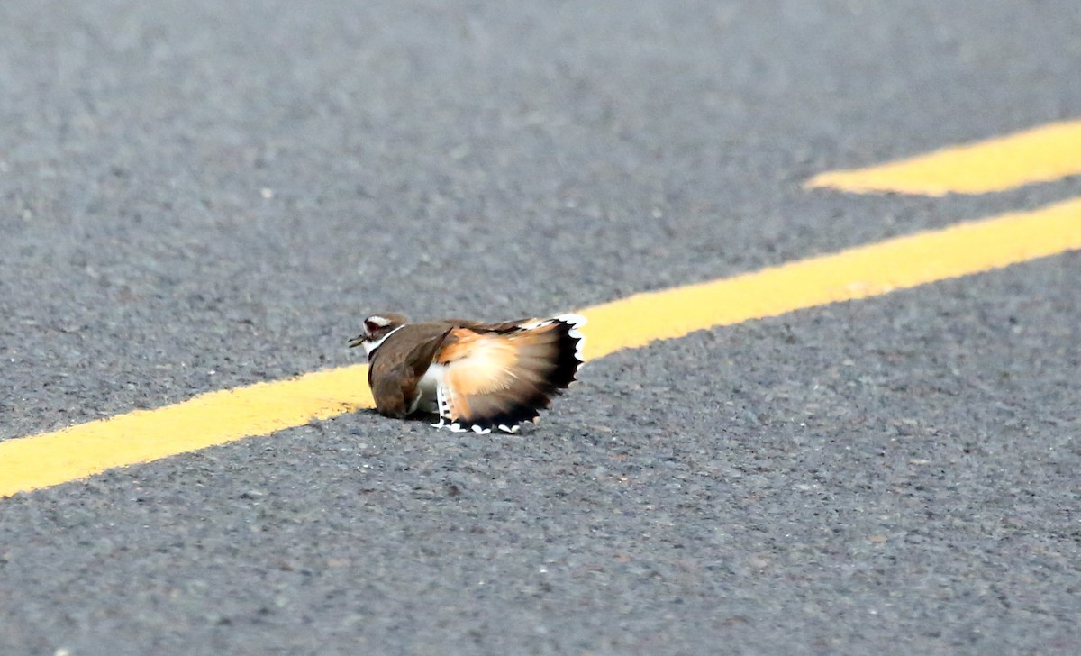Killdeer - ML472637051
