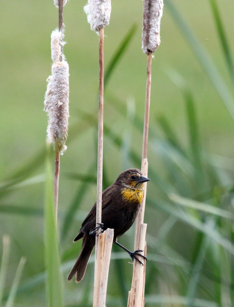 Yellow-headed Blackbird - ML472637171
