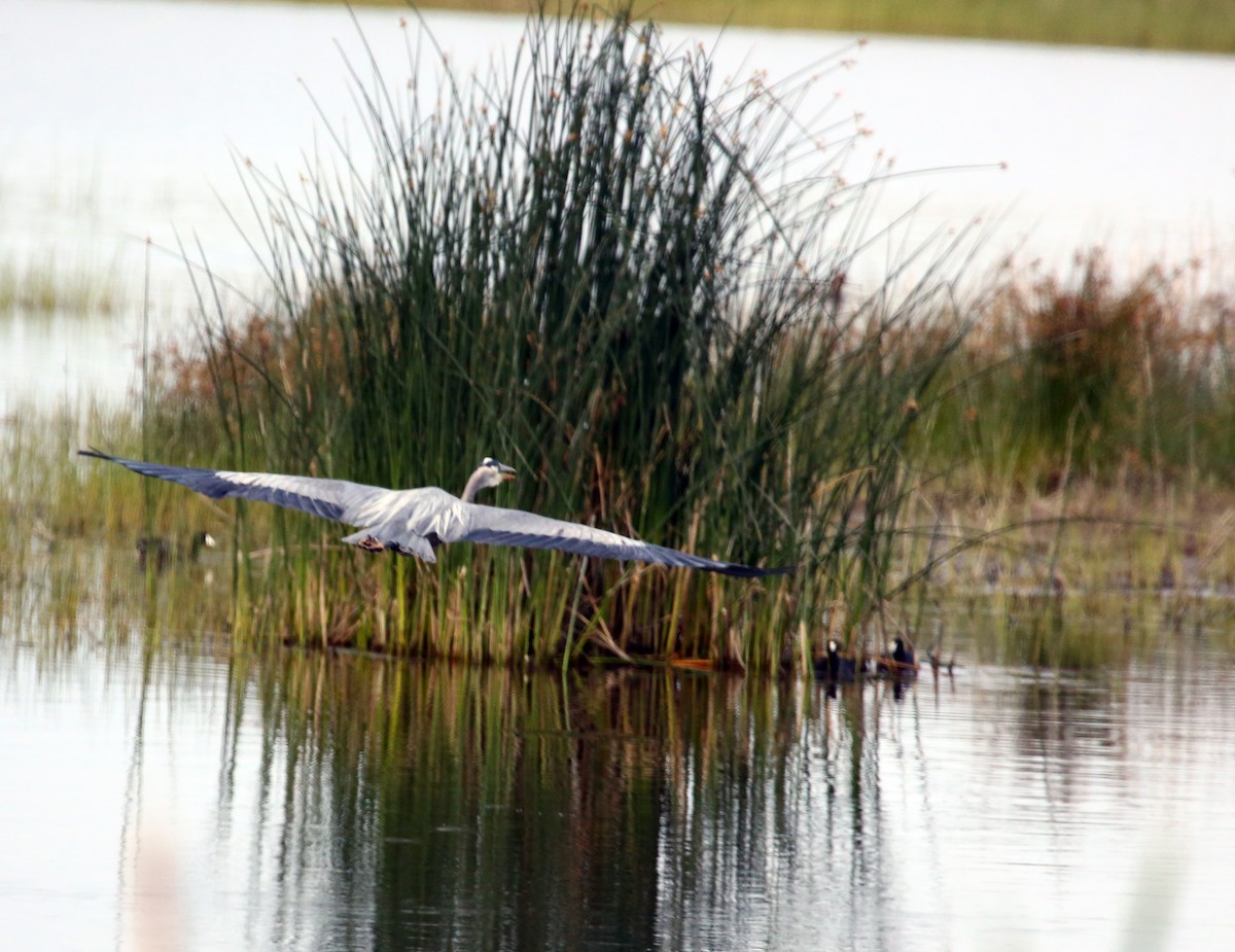 Great Blue Heron - ML472637301