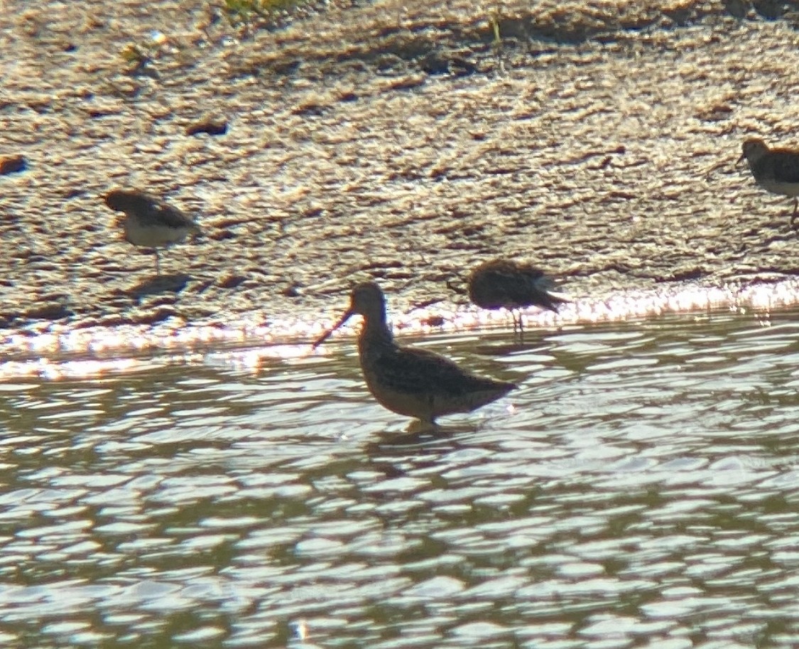 Long-billed Dowitcher - ML472637391