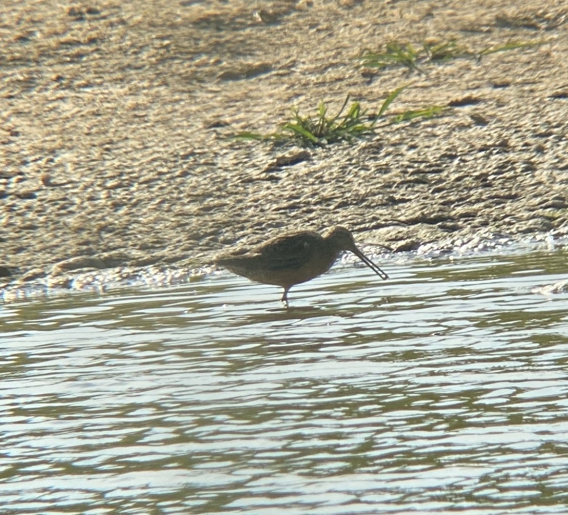 Long-billed Dowitcher - ML472637401