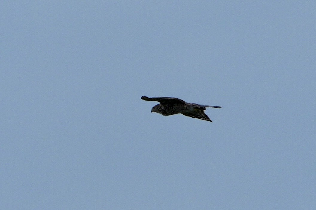 Cooper's Hawk - ML472637891