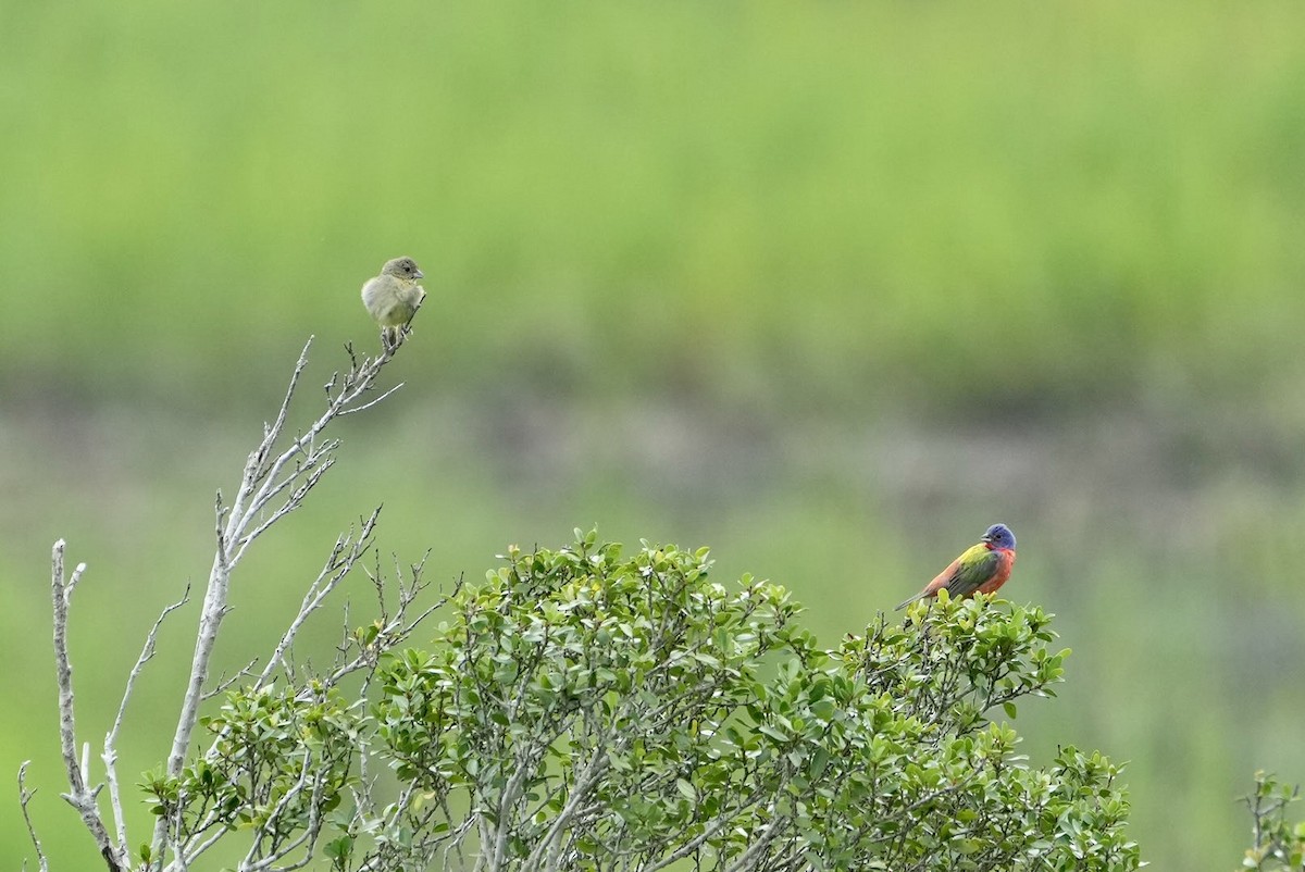 Painted Bunting - ML472638151