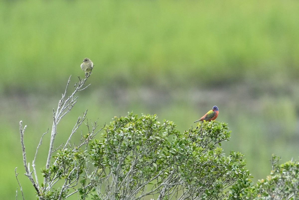 Painted Bunting - ML472638161