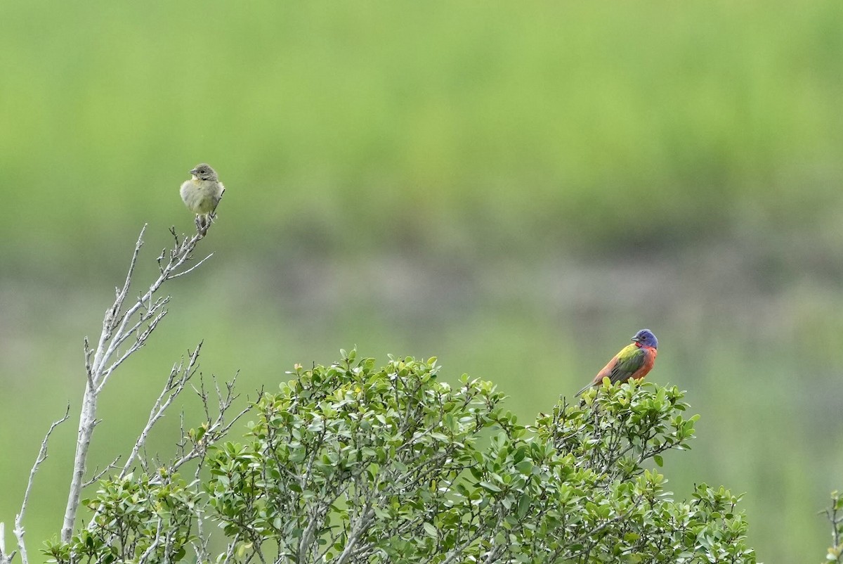 Painted Bunting - ML472638171