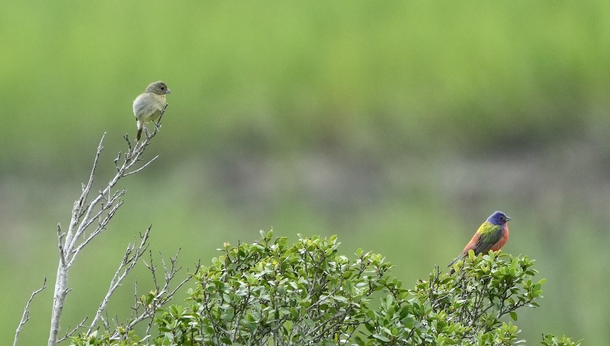 Painted Bunting - ML472638181