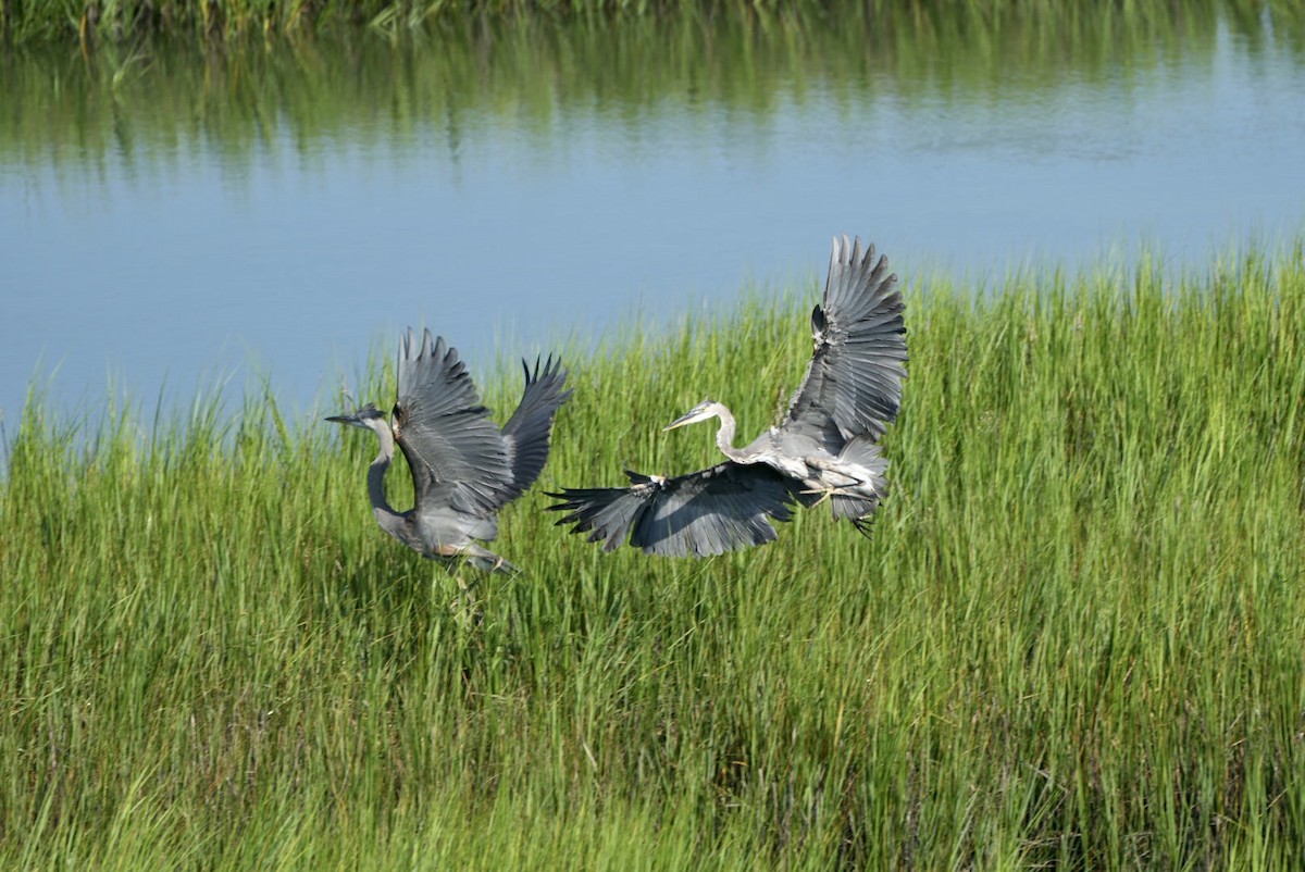 Great Blue Heron - ML472638971