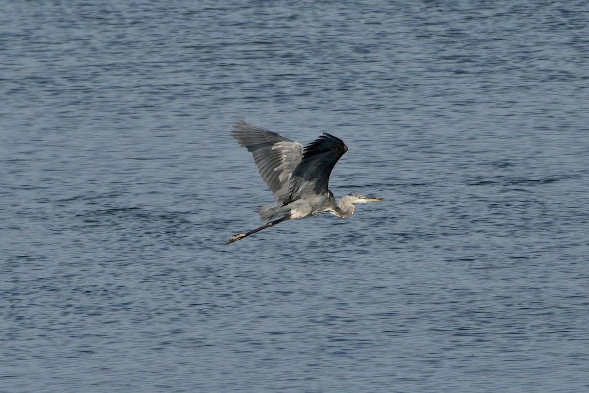 Great Blue Heron - ML472639171