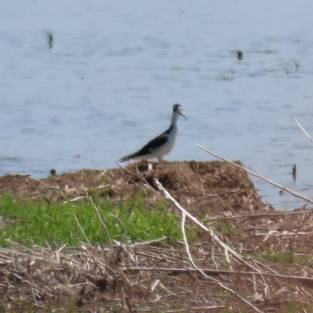 Black-necked Stilt - ML472639271