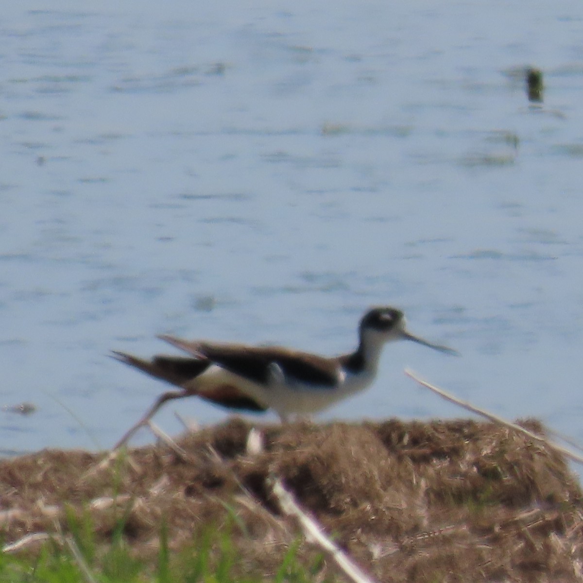 Black-necked Stilt - ML472639281