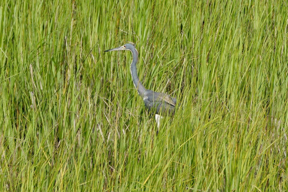 Tricolored Heron - ML472639391
