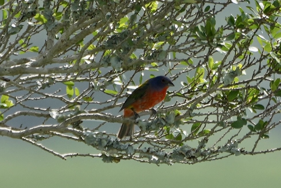 Painted Bunting - ML472639851