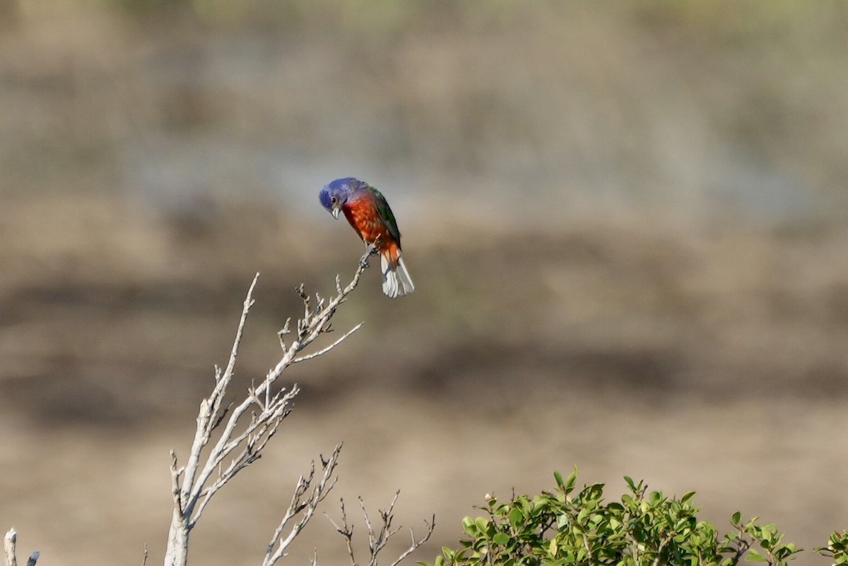 Painted Bunting - ML472639861